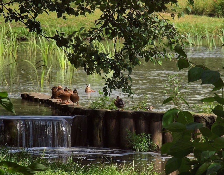 Um "Ente" Fluss ...:)