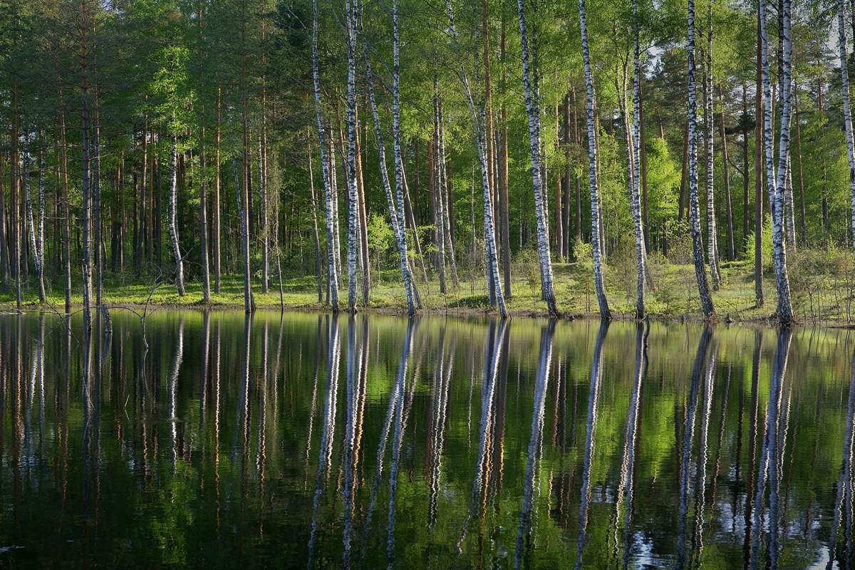 Ich trank im Frühjahr Wald Birkensaft ....