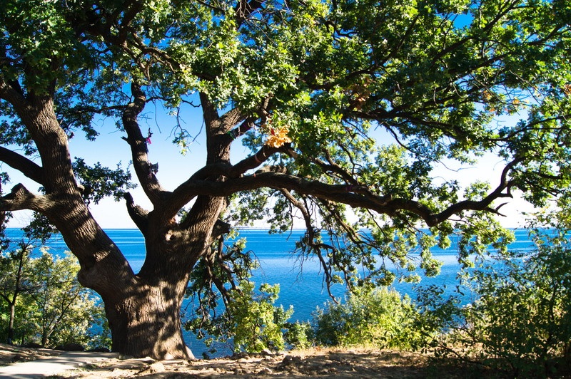Eine grüne Eiche ...