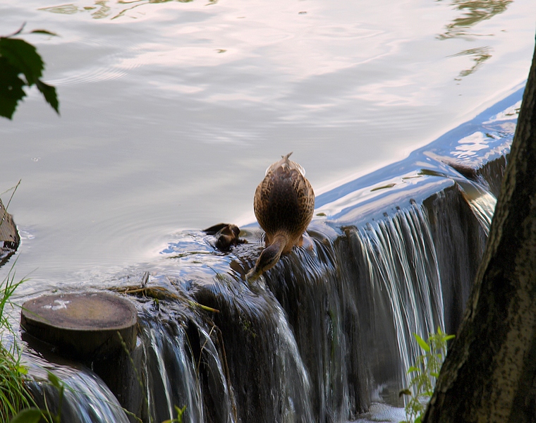 "Er weiß nicht betrinken !...":))