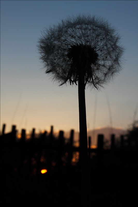 Hier ist meine oduvan!