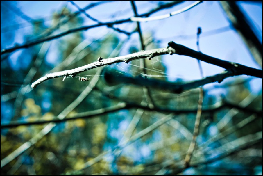 Frühling webt ein Netz aus