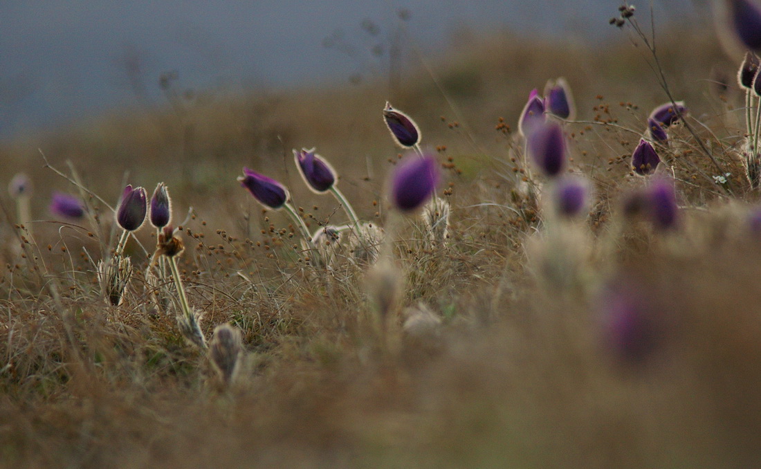 Morgendämmerung des Denkens