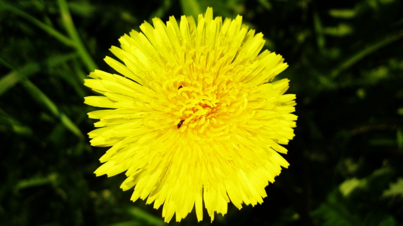 yellow flower
