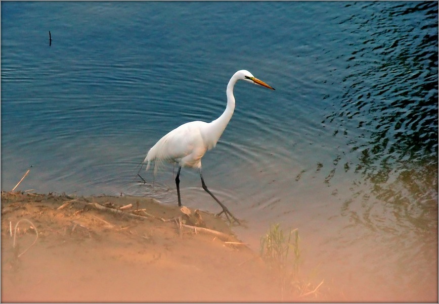 Wenn Sie träumen von Reiher ...