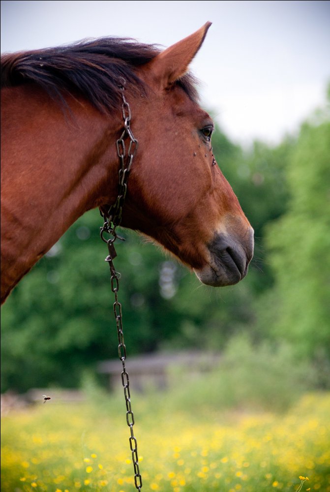 Bucht und eine unbekannte Tier))