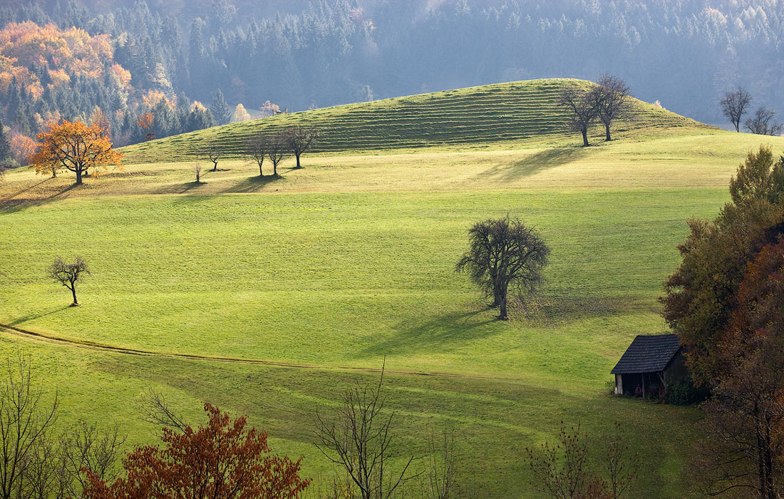 Über einen Schuppen in den Schatten