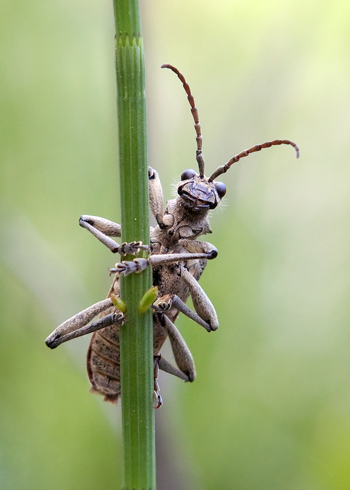 Smile, entfernen Sie