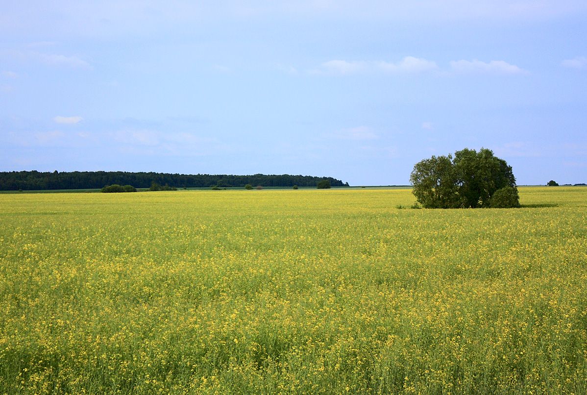 Fast Sommerlandschaft