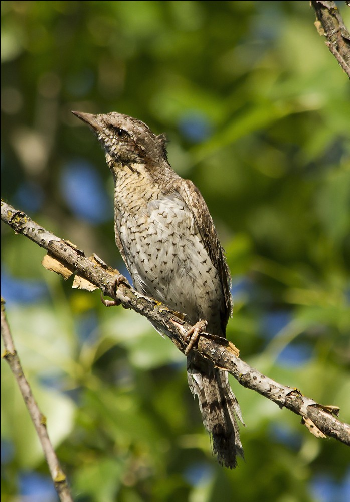 Vertishiyka (Jynx torquilla)