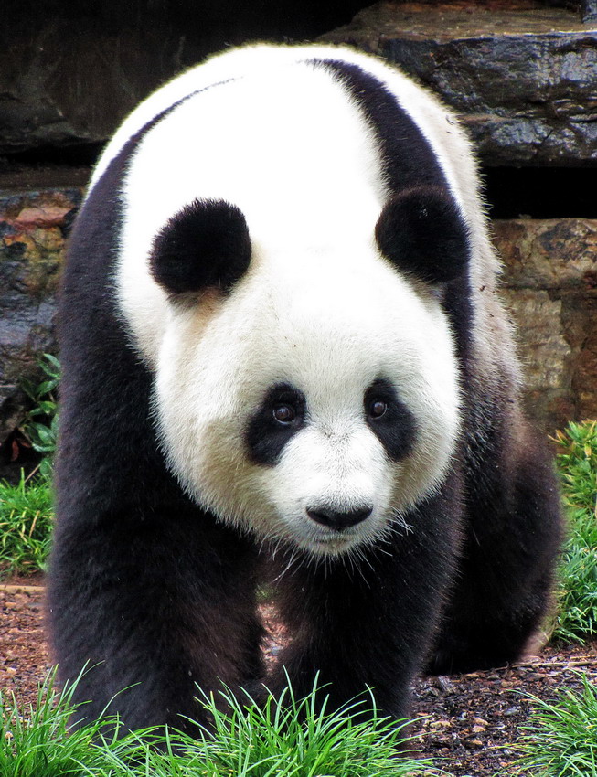 Panda von Adelaide