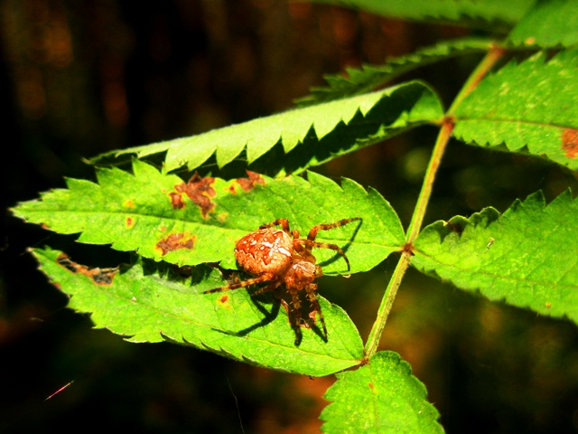 Ich bin klein, aber UDALENKY