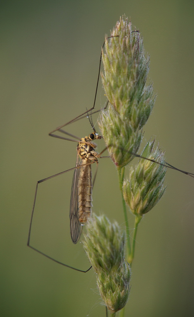 "Aus dem Leben der Insekten