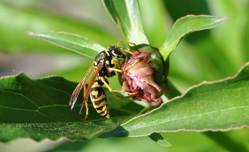 Ein Liebhaber der süßen ...