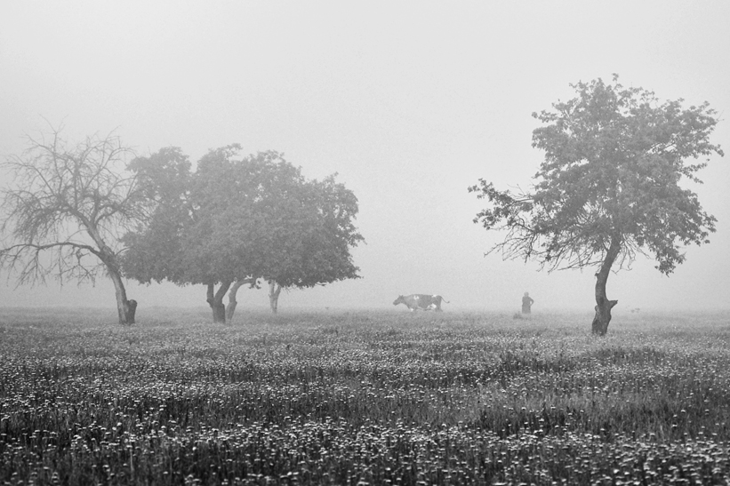 über die Hirten und die Kuh (2)