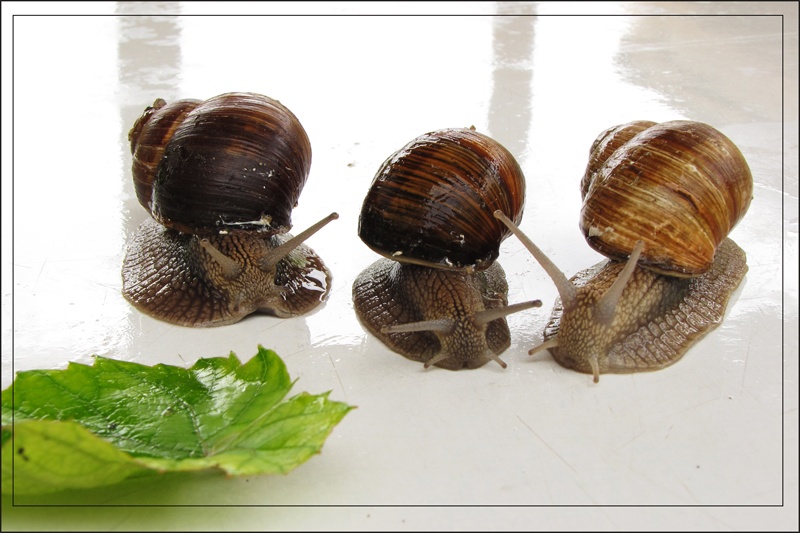 drei Mädchen unter dem Fenster hatte Dinner am Abend
