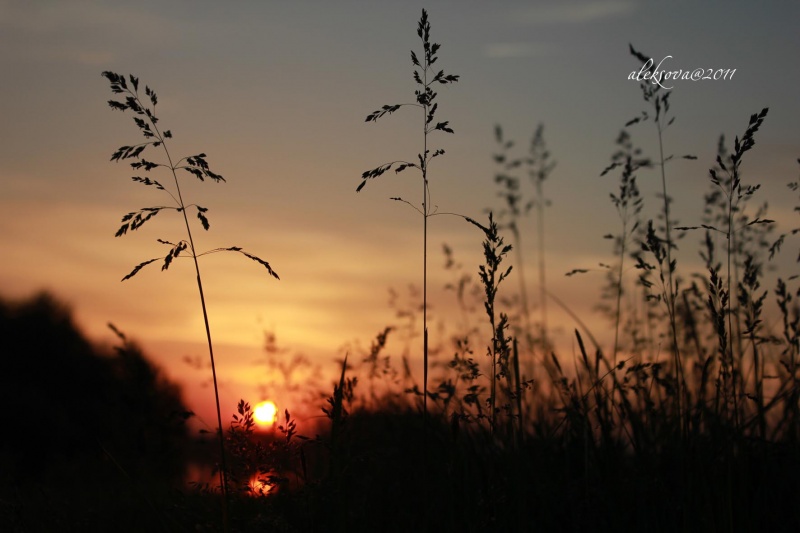 native Freiflächen ...