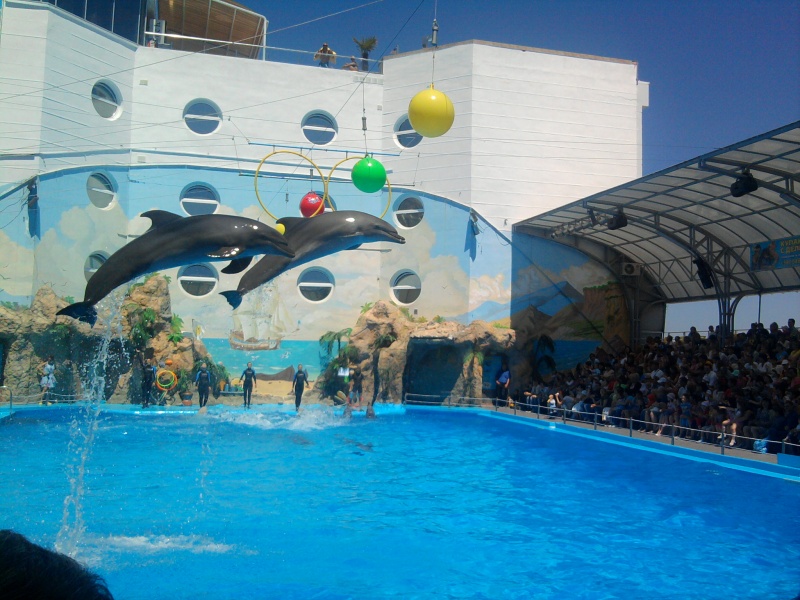 Flight of the Dolphin ...