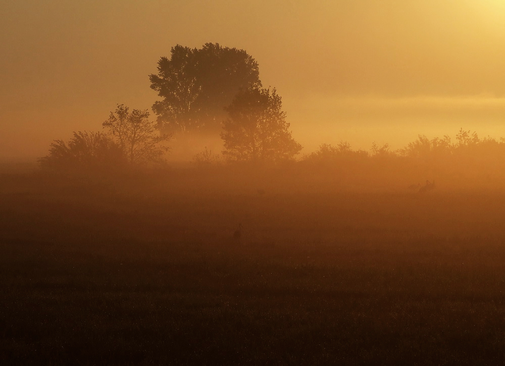 Nicht nur Igel im Nebel passieren:)