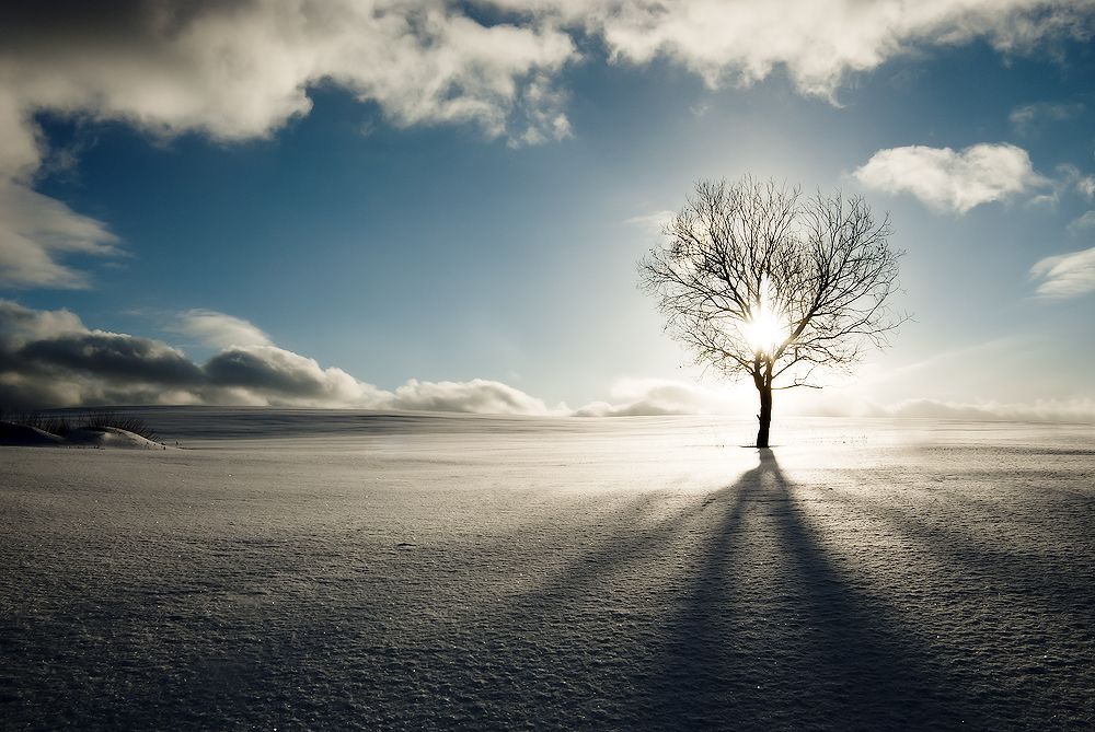 In den Fesseln von einem Baum ...
