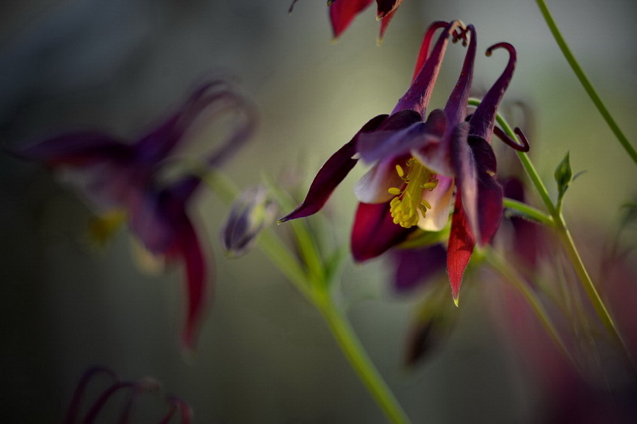 und immer wieder Neulinge