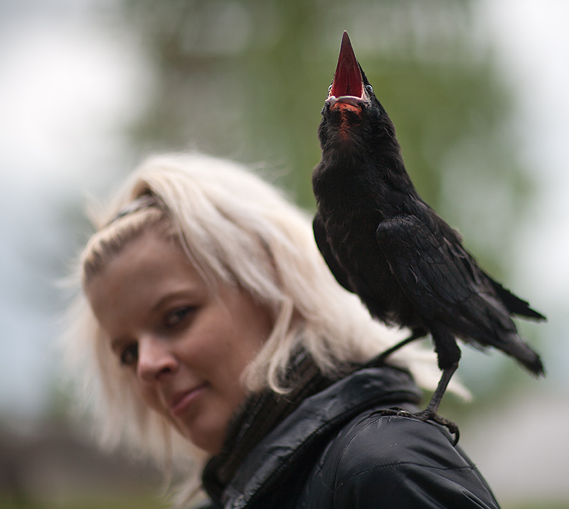 The Rooks Have Arrived