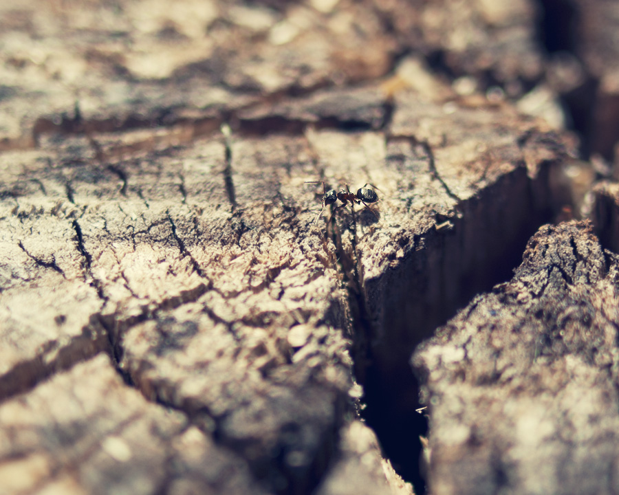 Aus dem Leben von Birke Hüfte