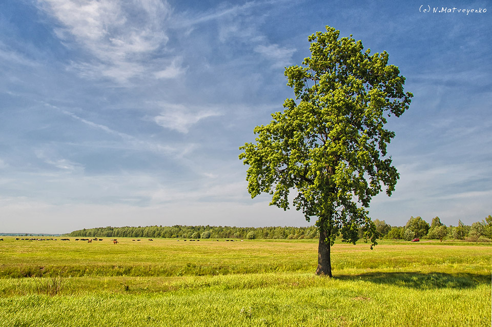 lokalen Überlebende