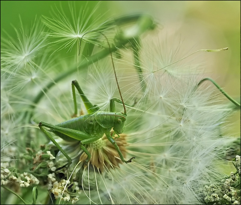 Fallschirmspringer ...