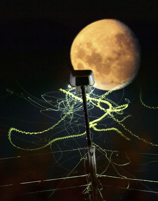 Der Flug des Schmetterlings.