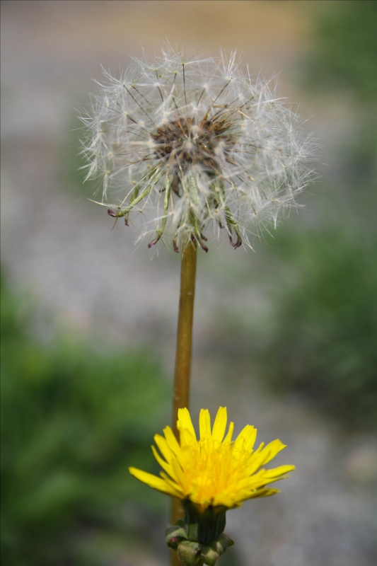 zwei Stufen des Lebens