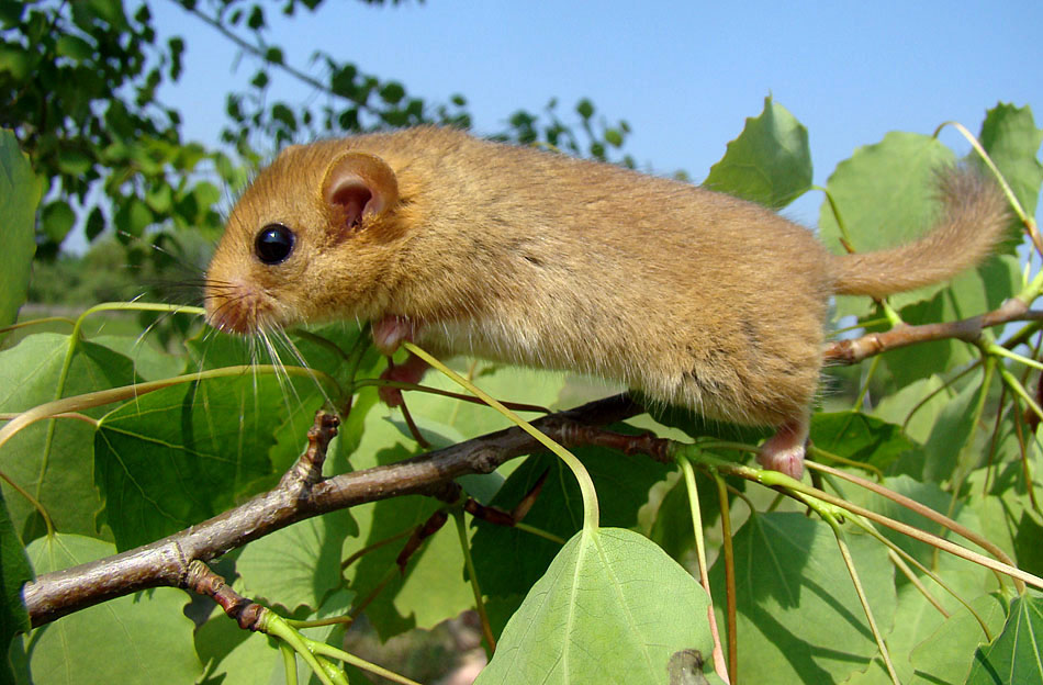 Oreshnikova Siebenschläfer