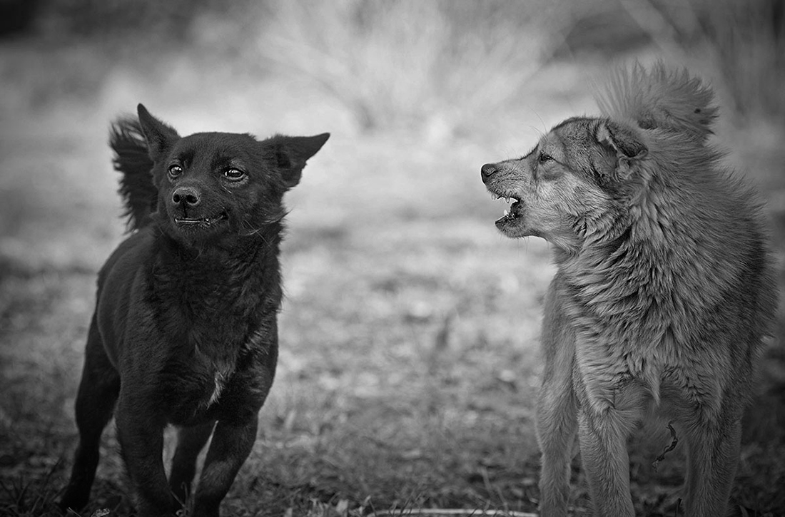 Kollege, Ihre Aggression einfach lächerlich.