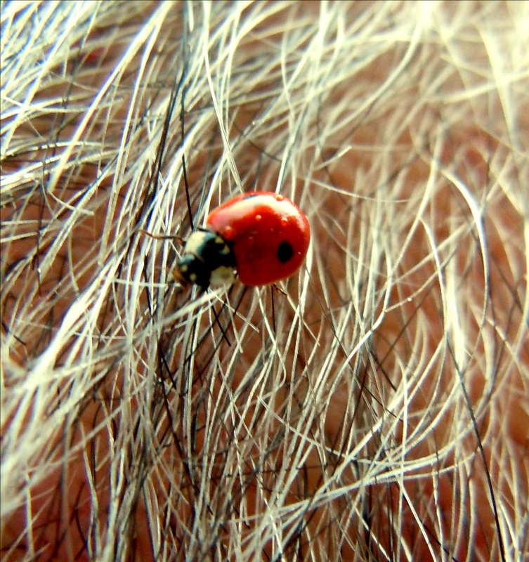 Somewhere in the hair:)