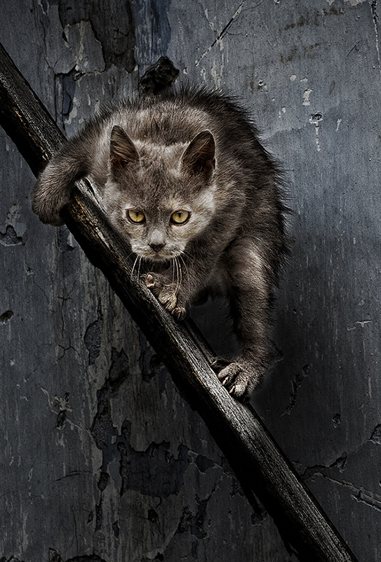 Spitznamen das Biest.