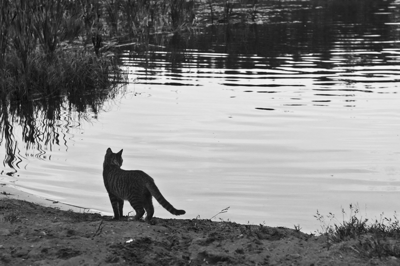 Wenn Sie zurückkommen?