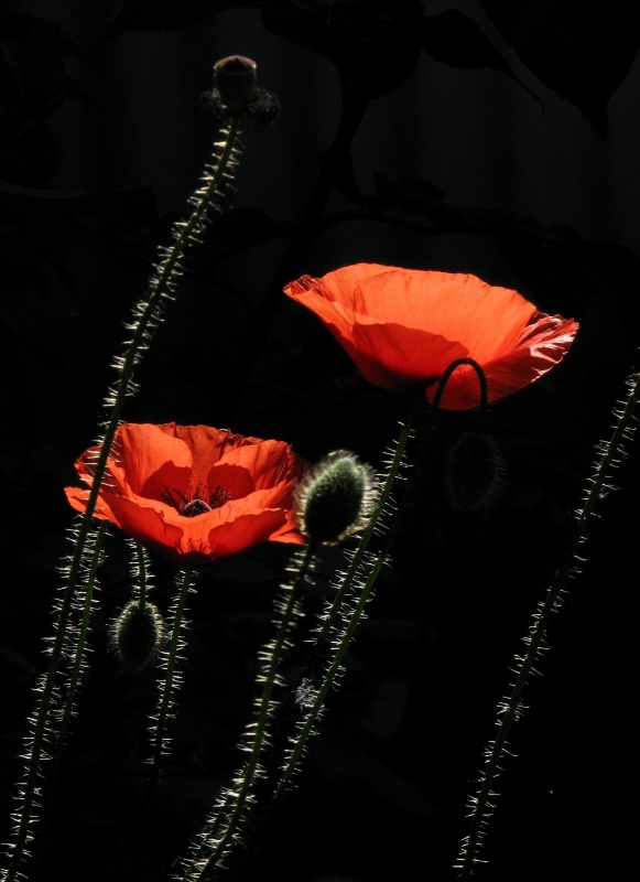 Zeit der Mohn (2)