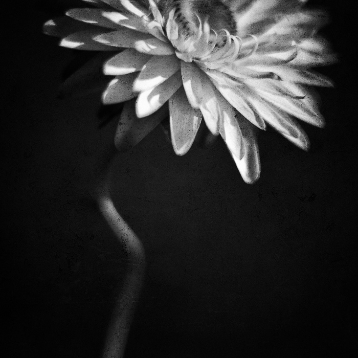 Helichrysum bracteatum