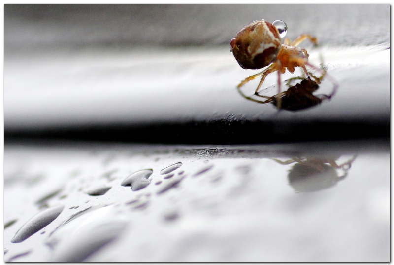 Warum ich Wasserträger