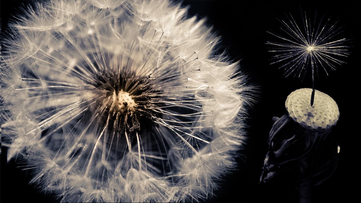 - E behaart scha rasieren!