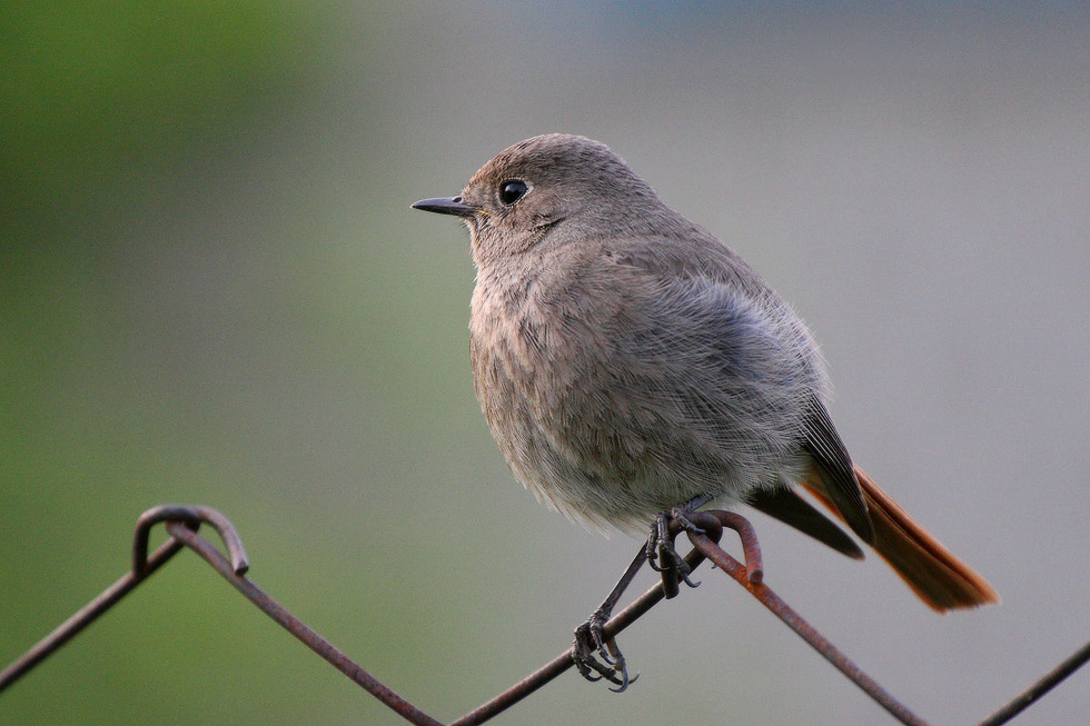 redstart