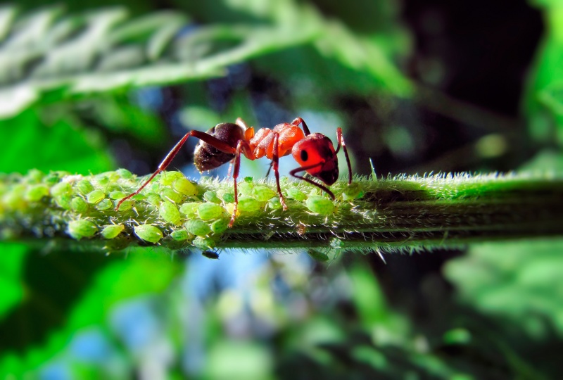 "Hirten und Schafen"