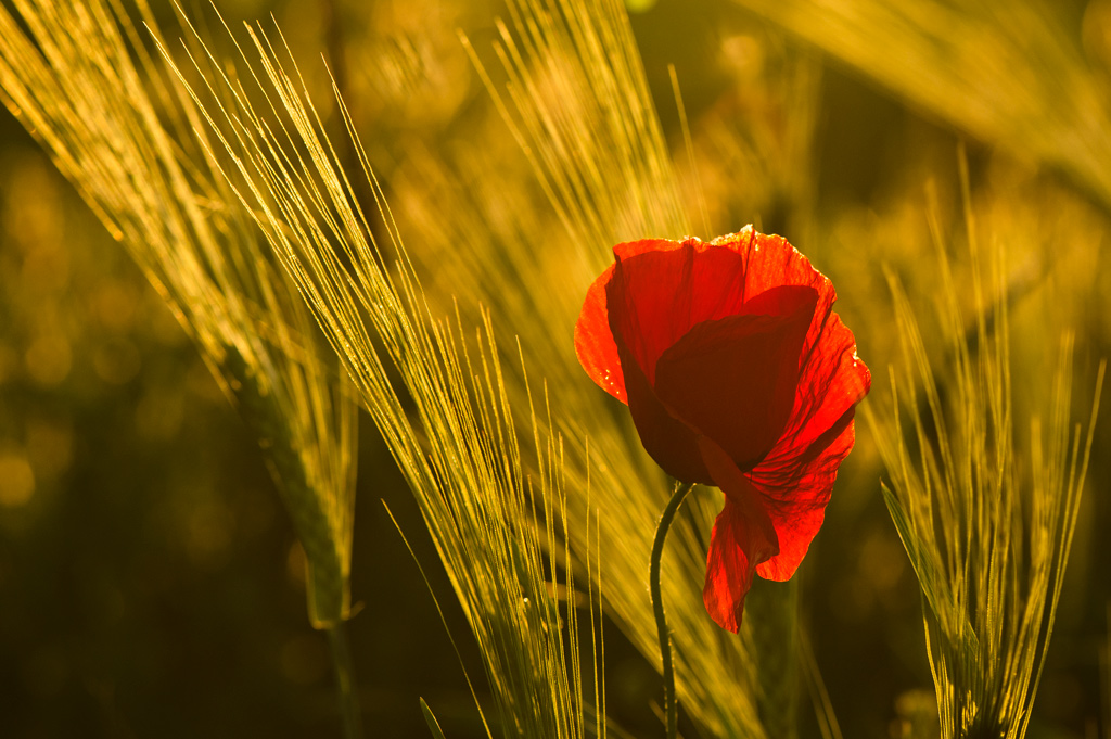Romantik des Sonnenuntergangs ...