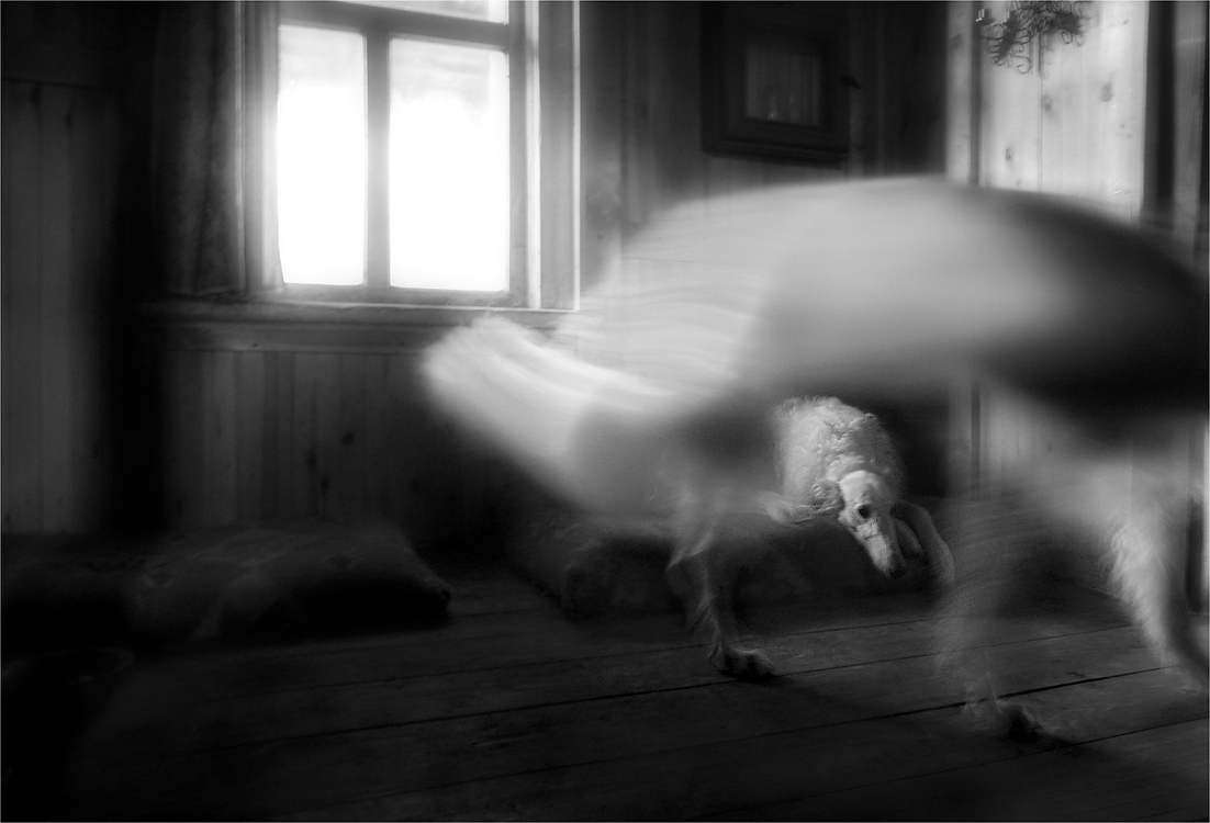 Ein Hund in einem Hund 2.