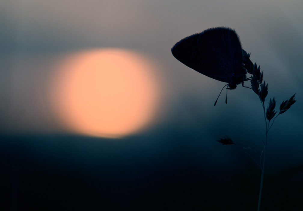 Ich leise Flüstern der Sonne ...