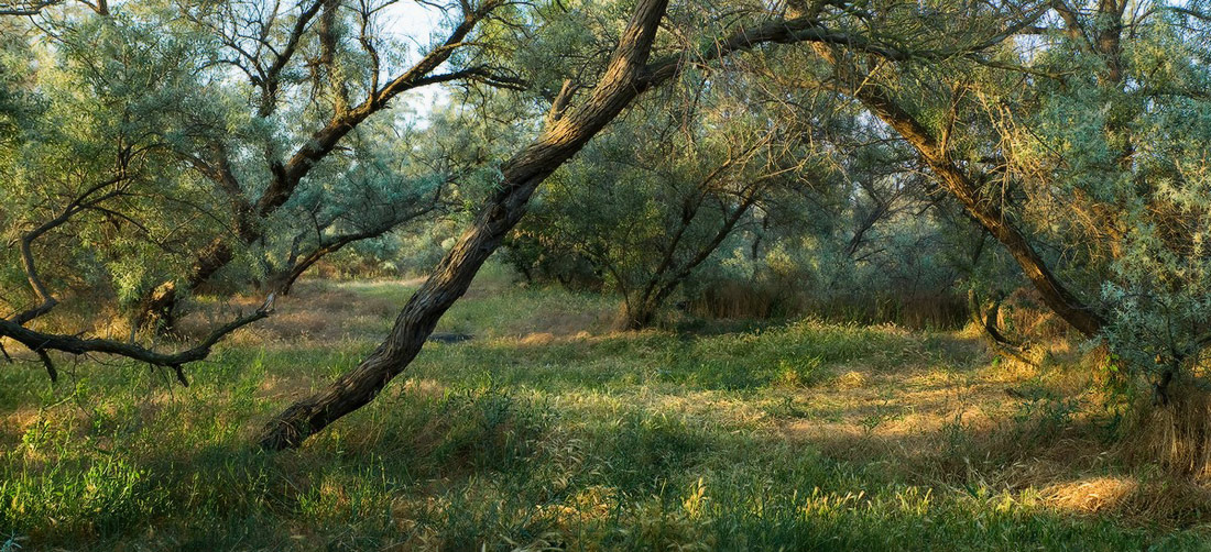 Tanzen in den Morgen-Strahlen