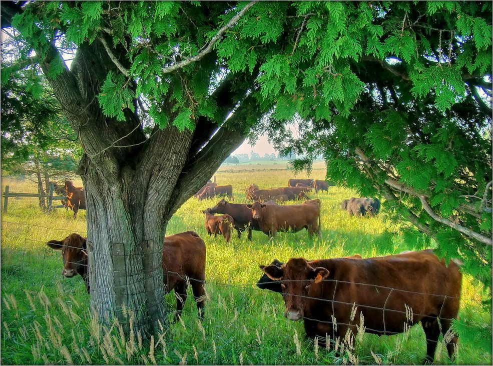 Farmer Morgendämmerung .. 3