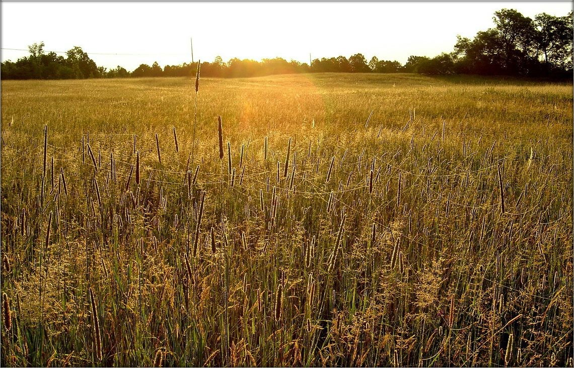 solntseperedachi Linie. Farmer Morgendämmerung .. 4