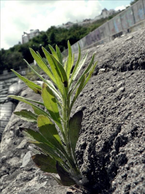 Das Leben in den Asphalt