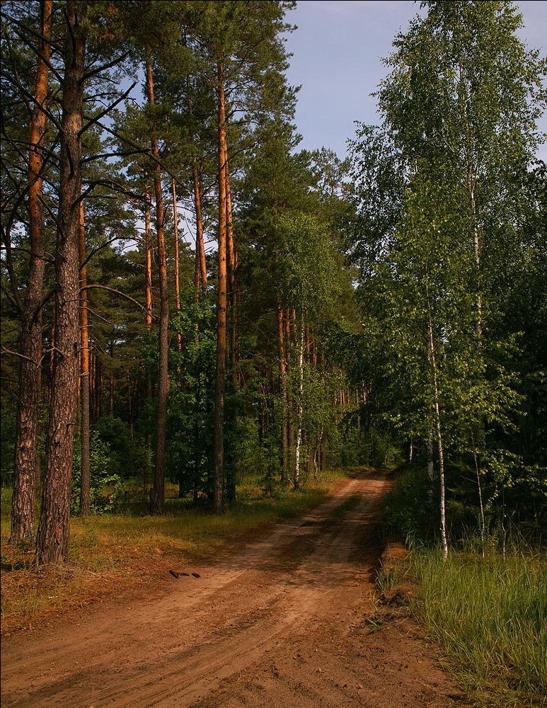 An der Gabelung in den Wald